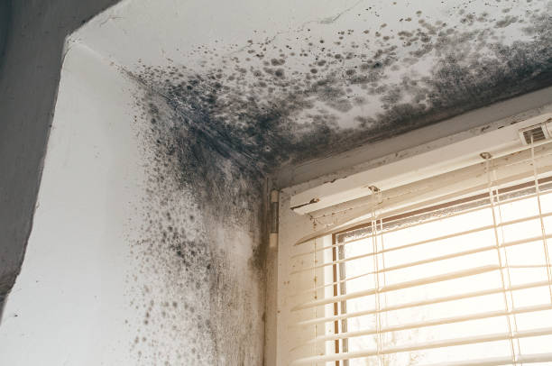 Affordable Mold Removal solutions in Portland, OR